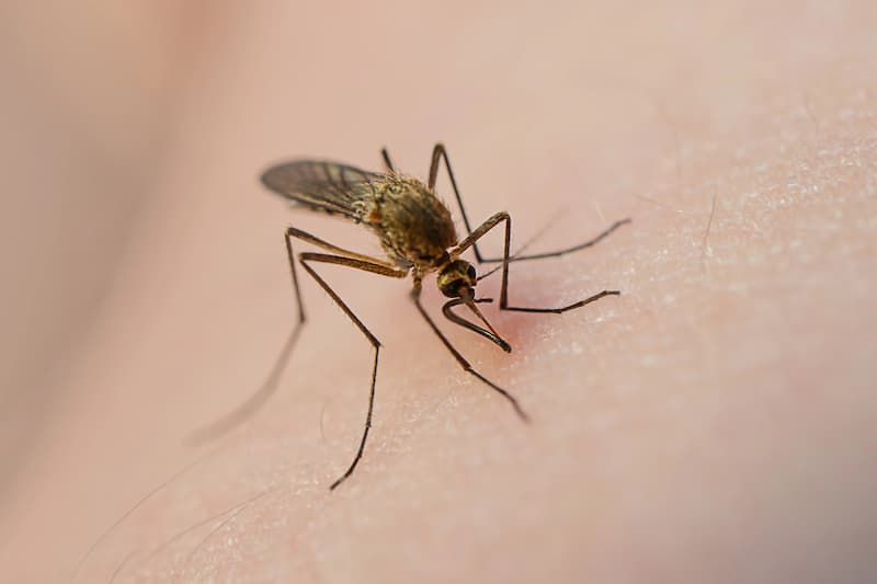 Everything You Need To Know About Mosquito Season