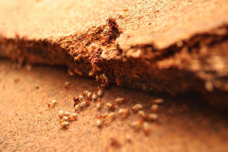 How To Spot Termites And When It's Time To Call In A Pro