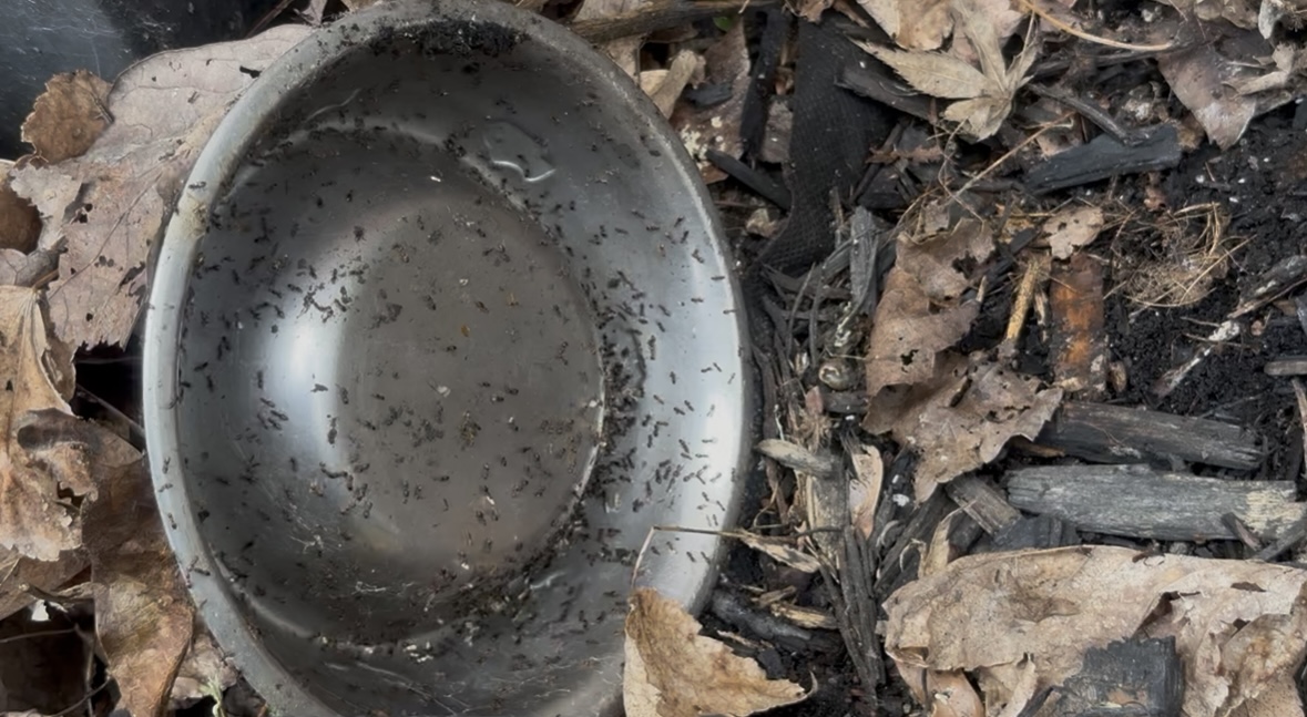 Reliable and effective pest solutions performed in Archdale, NC
