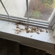 Top-Quality-Carpenter-Ant-Treatment-Performed-in-Jamestown-NC-Trusted-Local-Pest-Control 0