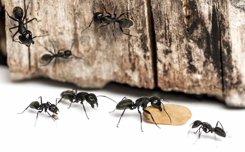 Ant Control