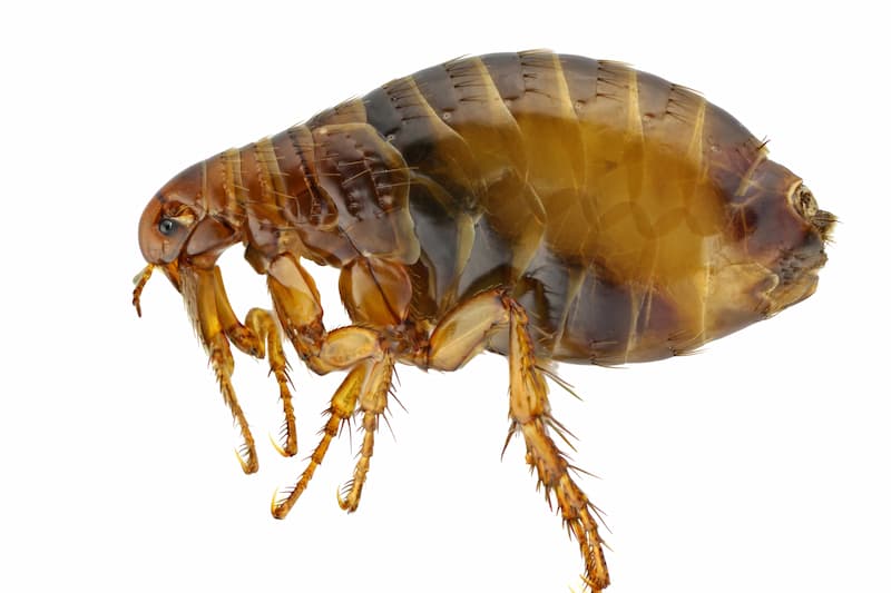 Flea & Tick Control