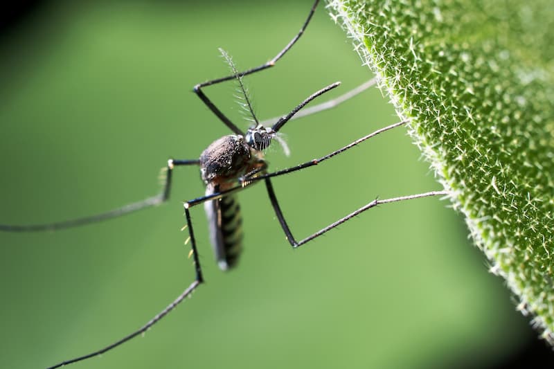 Mosquito Control
