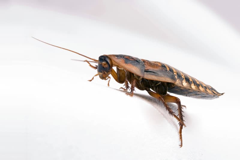 Roach Treatments