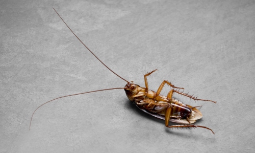 Roach Treatments